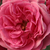 Roza - Park - grm vrtnice - Elmshorn®